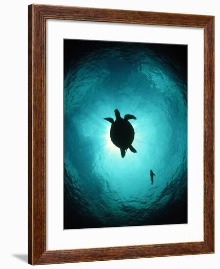 Turtle Swimming-Matthew Oldfield-Framed Photographic Print