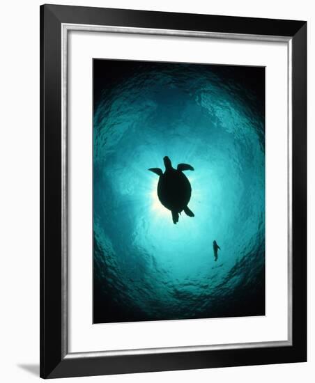 Turtle Swimming-Matthew Oldfield-Framed Photographic Print