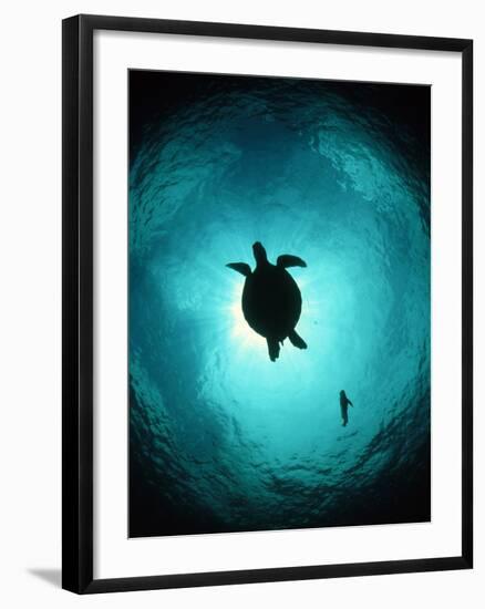 Turtle Swimming-Matthew Oldfield-Framed Photographic Print