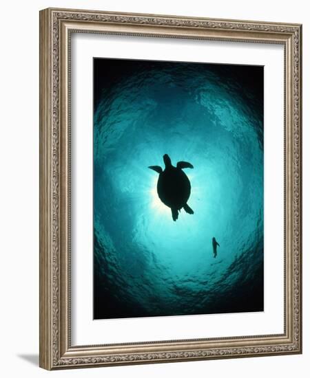 Turtle Swimming-Matthew Oldfield-Framed Photographic Print