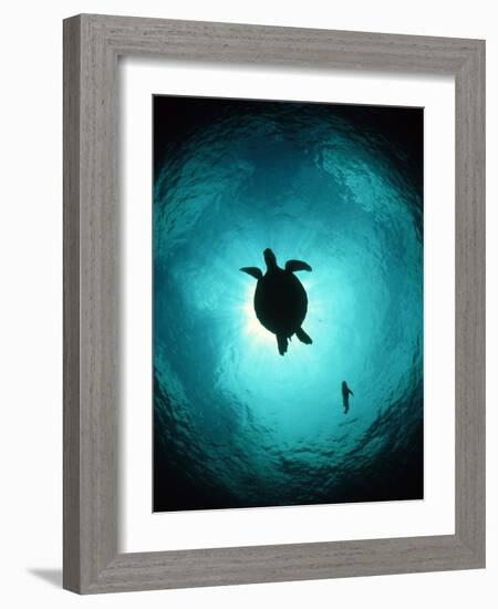 Turtle Swimming-Matthew Oldfield-Framed Photographic Print