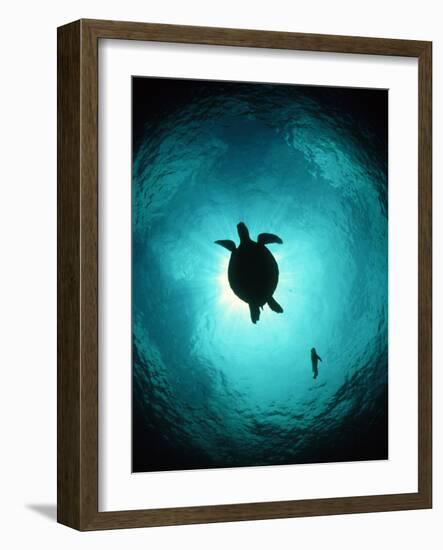 Turtle Swimming-Matthew Oldfield-Framed Photographic Print