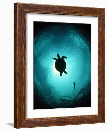 Turtle Swimming-Matthew Oldfield-Framed Photographic Print