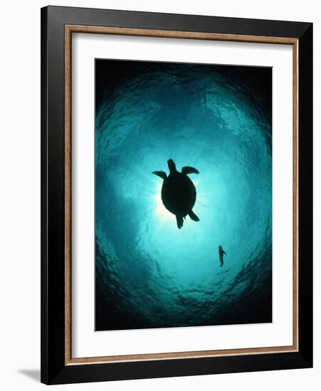 Turtle Swimming-Matthew Oldfield-Framed Photographic Print