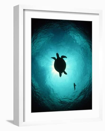 Turtle Swimming-Matthew Oldfield-Framed Photographic Print