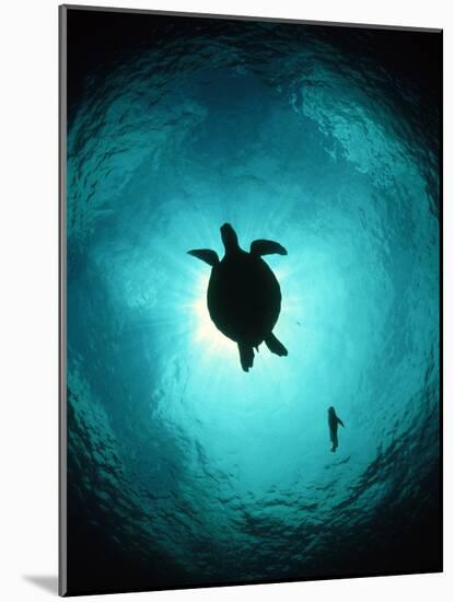 Turtle Swimming-Matthew Oldfield-Mounted Photographic Print