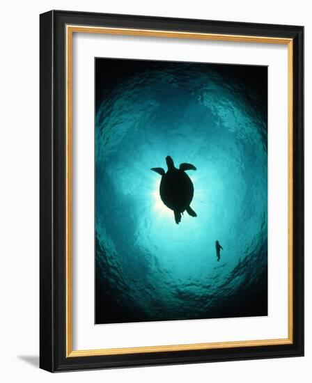 Turtle Swimming-Matthew Oldfield-Framed Photographic Print