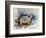 Turtle With Effect-Ashwini Rudraksi-Framed Premium Giclee Print