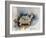 Turtle With Effect-Ashwini Rudraksi-Framed Art Print