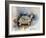 Turtle With Effect-Ashwini Rudraksi-Framed Art Print