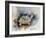 Turtle With Effect-Ashwini Rudraksi-Framed Art Print