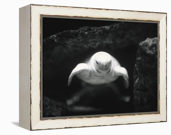 Turtle Without Shell-Henry Horenstein-Framed Premier Image Canvas