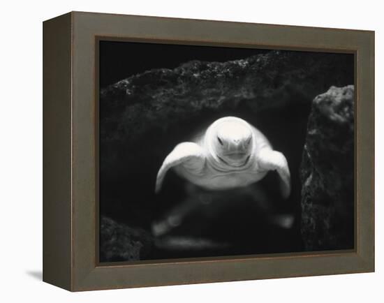Turtle Without Shell-Henry Horenstein-Framed Premier Image Canvas