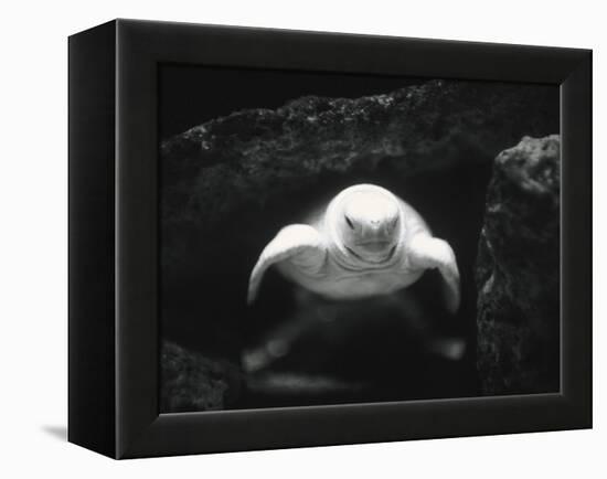 Turtle Without Shell-Henry Horenstein-Framed Premier Image Canvas