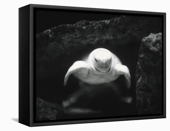 Turtle Without Shell-Henry Horenstein-Framed Premier Image Canvas