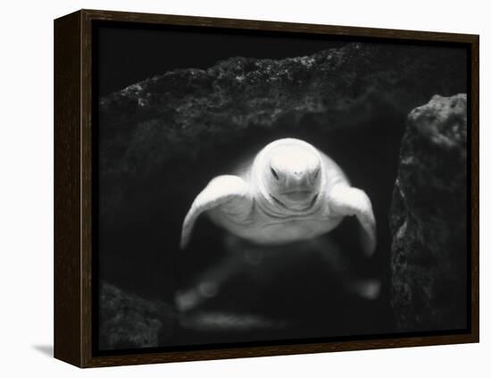 Turtle Without Shell-Henry Horenstein-Framed Premier Image Canvas