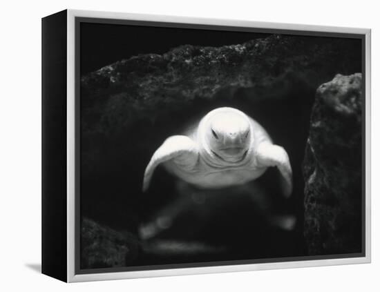 Turtle Without Shell-Henry Horenstein-Framed Premier Image Canvas