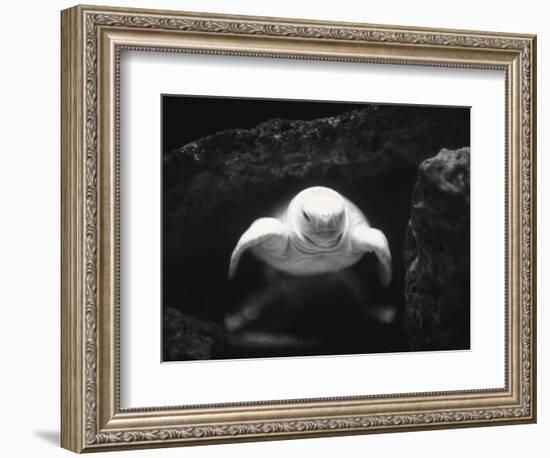 Turtle Without Shell-Henry Horenstein-Framed Photographic Print