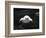 Turtle Without Shell-Henry Horenstein-Framed Photographic Print