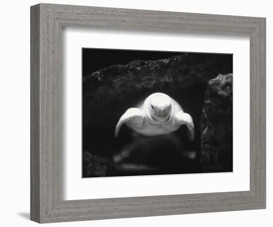 Turtle Without Shell-Henry Horenstein-Framed Photographic Print