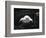 Turtle Without Shell-Henry Horenstein-Framed Photographic Print