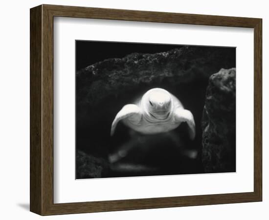 Turtle Without Shell-Henry Horenstein-Framed Photographic Print