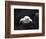 Turtle Without Shell-Henry Horenstein-Framed Photographic Print