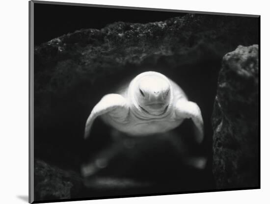 Turtle Without Shell-Henry Horenstein-Mounted Photographic Print