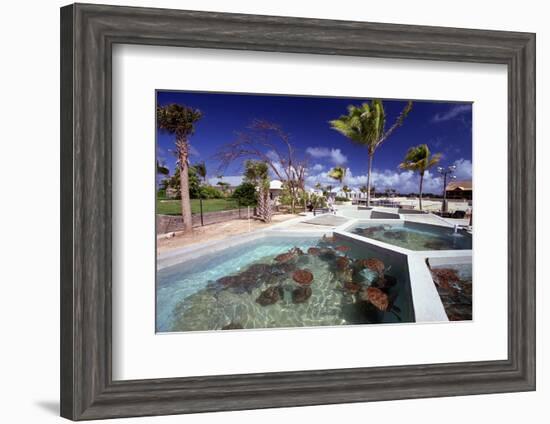 Turtle Yearlings In Pool Cayman Turtle Farm-George Oze-Framed Photographic Print