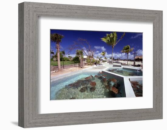Turtle Yearlings In Pool Cayman Turtle Farm-George Oze-Framed Photographic Print