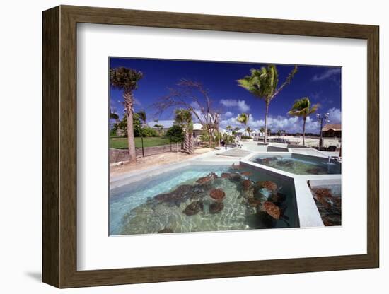 Turtle Yearlings In Pool Cayman Turtle Farm-George Oze-Framed Photographic Print