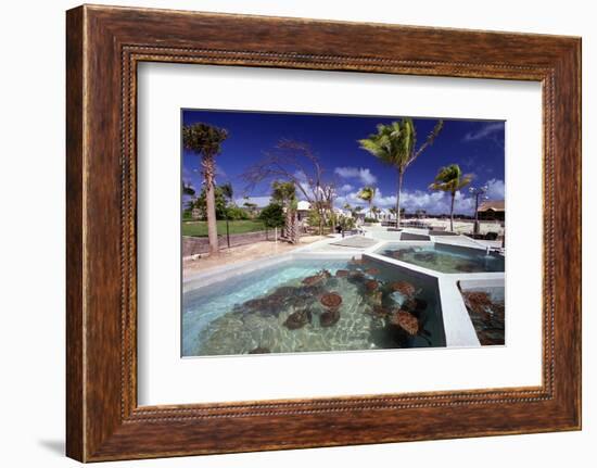 Turtle Yearlings In Pool Cayman Turtle Farm-George Oze-Framed Photographic Print