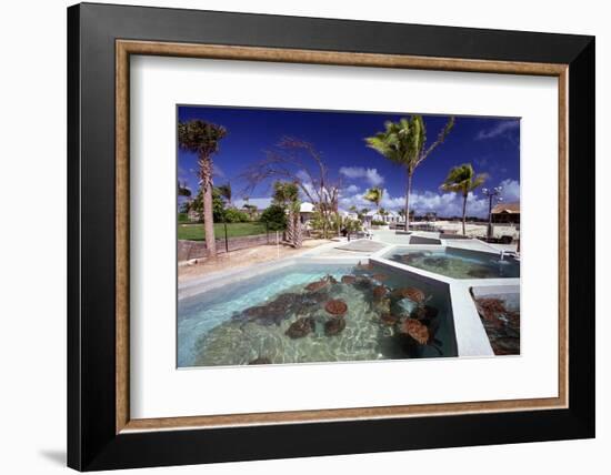 Turtle Yearlings In Pool Cayman Turtle Farm-George Oze-Framed Photographic Print