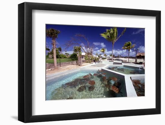 Turtle Yearlings In Pool Cayman Turtle Farm-George Oze-Framed Photographic Print