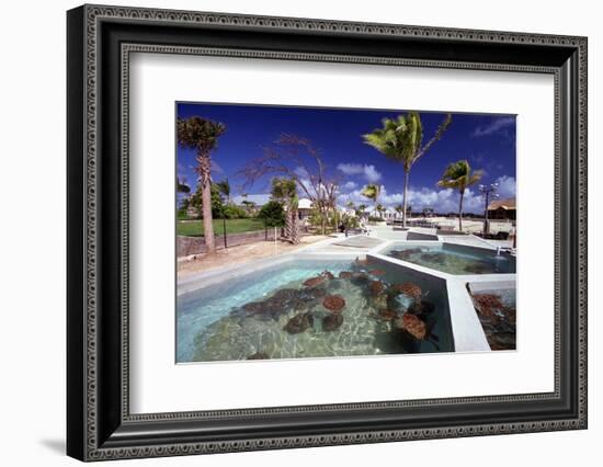 Turtle Yearlings In Pool Cayman Turtle Farm-George Oze-Framed Photographic Print