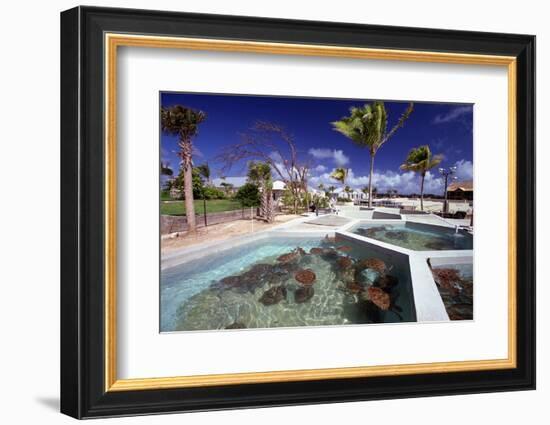 Turtle Yearlings In Pool Cayman Turtle Farm-George Oze-Framed Photographic Print