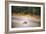 Turtle-Pixie Pics-Framed Photographic Print