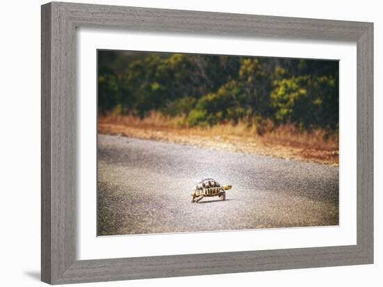 Turtle-Pixie Pics-Framed Photographic Print