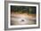 Turtle-Pixie Pics-Framed Photographic Print