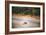 Turtle-Pixie Pics-Framed Photographic Print