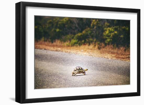 Turtle-Pixie Pics-Framed Photographic Print