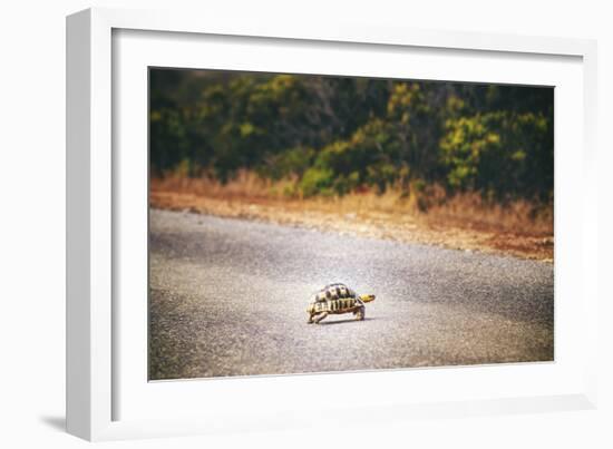 Turtle-Pixie Pics-Framed Photographic Print