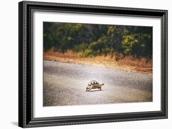 Turtle-Pixie Pics-Framed Photographic Print