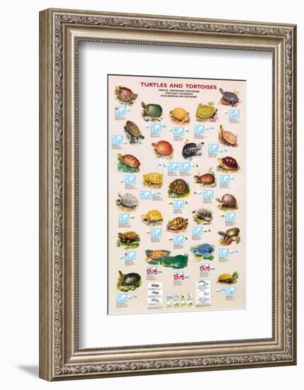 Turtles and Tortoises-null-Framed Premium Giclee Print