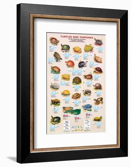 Turtles and Tortoises-null-Framed Premium Giclee Print