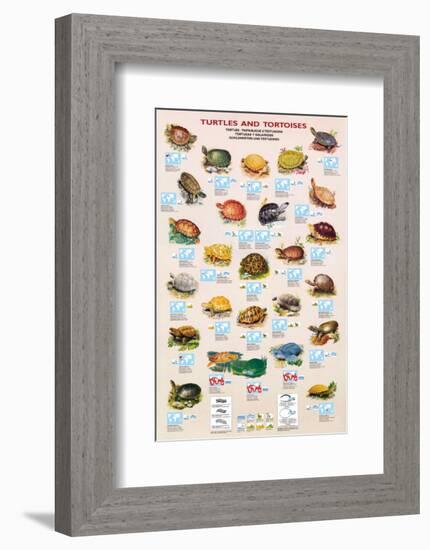 Turtles and Tortoises-null-Framed Premium Giclee Print