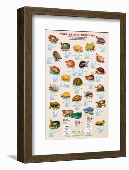 Turtles and Tortoises-null-Framed Premium Giclee Print