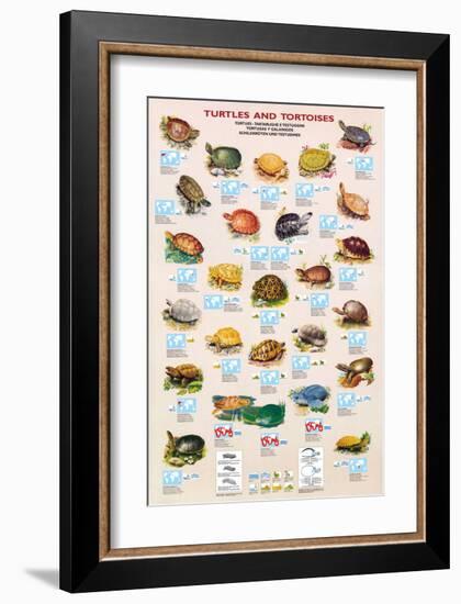 Turtles and Tortoises-null-Framed Art Print