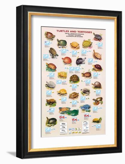 Turtles and Tortoises-null-Framed Art Print