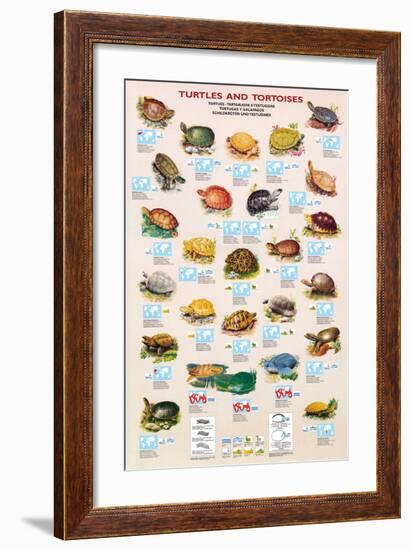 Turtles and Tortoises-null-Framed Art Print